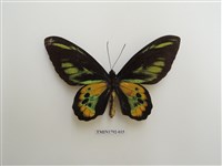 藏品(羅氏鳥翼蝶)的圖片